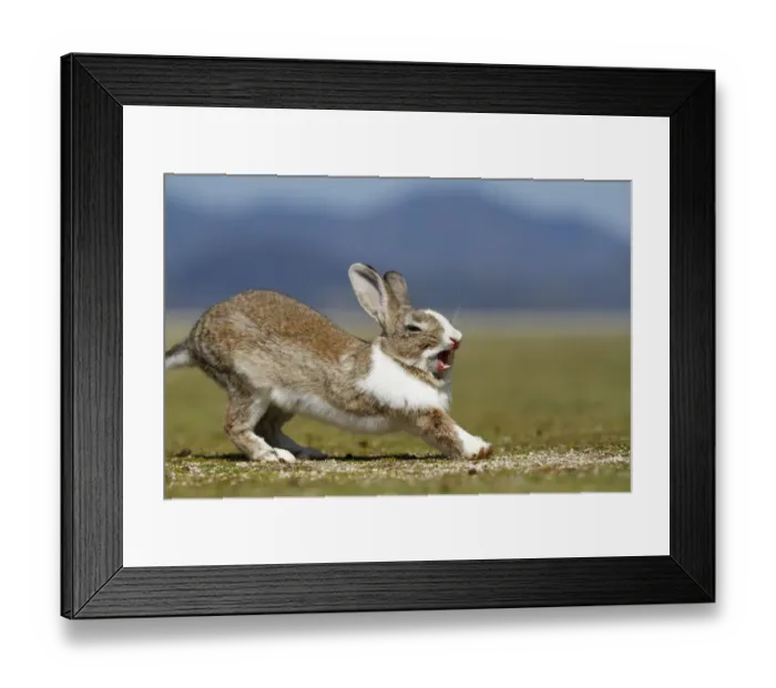 Framed Print : Feral domestic rabbit (Oryctolagus cuniculus) stretching and yawning, Okunojima Island Framed Print : Feral domestic rabbit (Oryctolagus cuniculus) stretching and yawning, Okunojima Island
