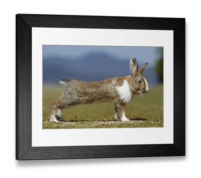 Framed Print : Feral domestic rabbit (Oryctolagus cuniculus) stretching, Okunojima Island, also Framed Print : Feral domestic rabbit (Oryctolagus cuniculus) stretching, Okunojima Island, also