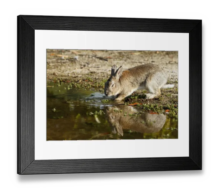 Framed Print : Feral domestic rabbit (Oryctolagus cuniculus) drinking water, Okunojima Island, also Framed Print : Feral domestic rabbit (Oryctolagus cuniculus) drinking water, Okunojima Island, also