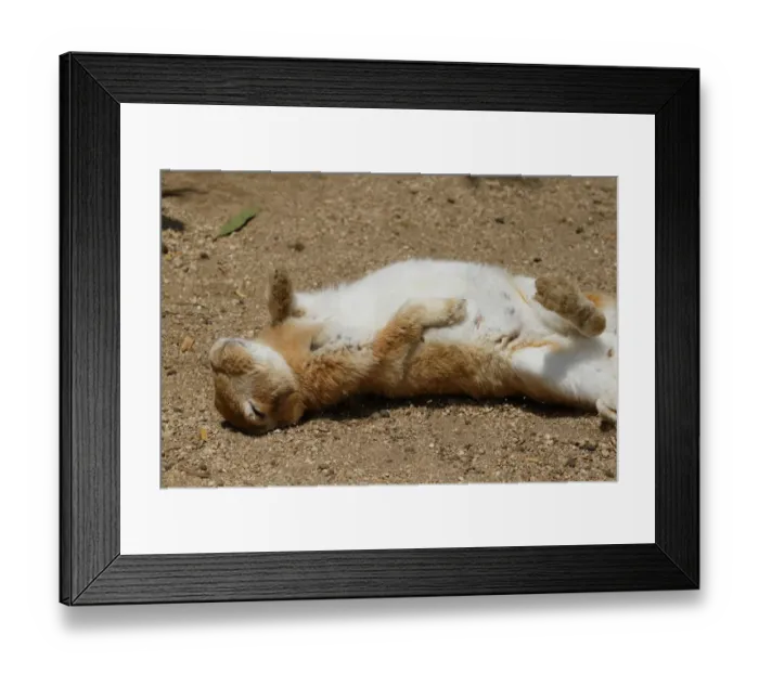 Framed Print : Feral domestic rabbit (Oryctolagus cuniculus) napping on back Framed Print : Feral domestic rabbit (Oryctolagus cuniculus) napping on back