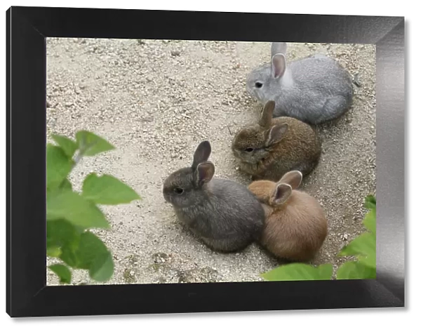 Feral domestic rabbit (Oryctolagus cuniculus) group of babies, Okunojima Island