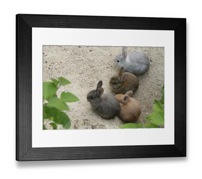 Framed Print : Feral domestic rabbit (Oryctolagus cuniculus) group of babies, Okunojima Island Framed Print : Feral domestic rabbit (Oryctolagus cuniculus) group of babies, Okunojima Island