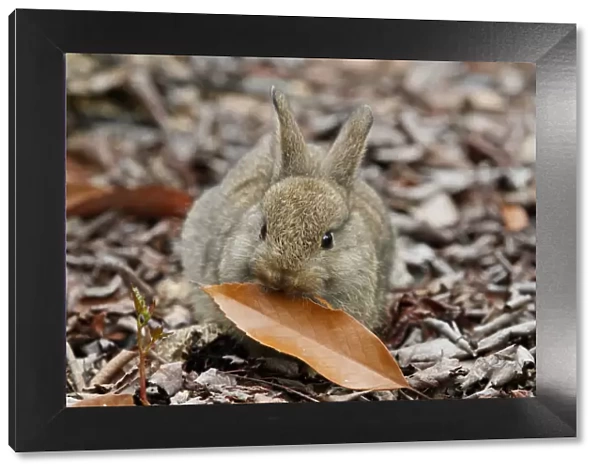 Feral domestic rabbit (Oryctolagus cuniculus) with leaf, Okunojima Island, also known