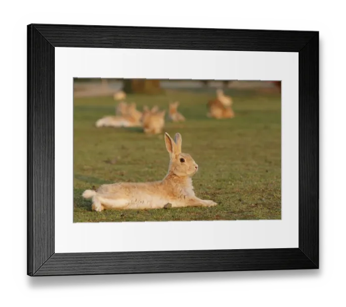 Framed Print : Feral domestic rabbit (Oryctolagus cuniculus) resting on ground, Okunojima Island