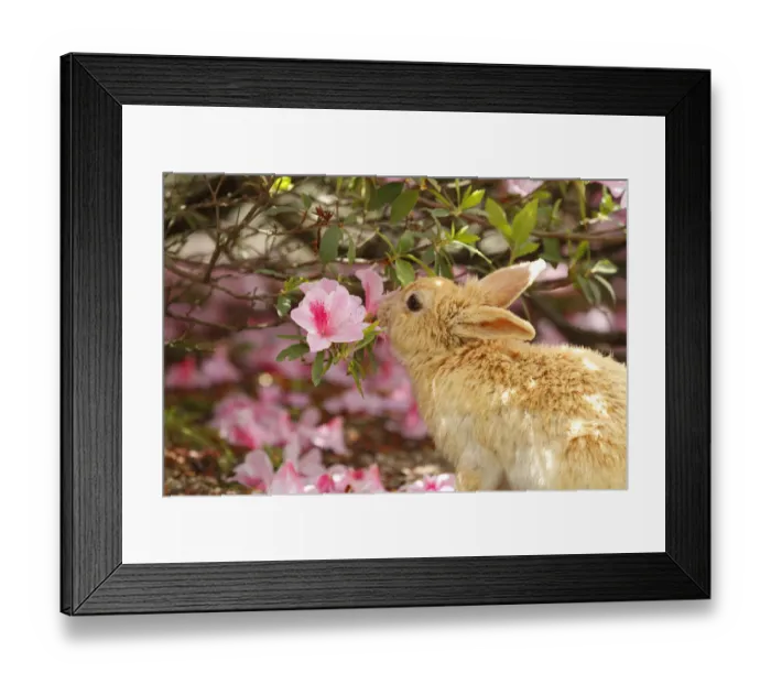 Framed Print : Feral domestic rabbit (Oryctolagus cuniculus) feeding on Rhododendron (Rhododendron