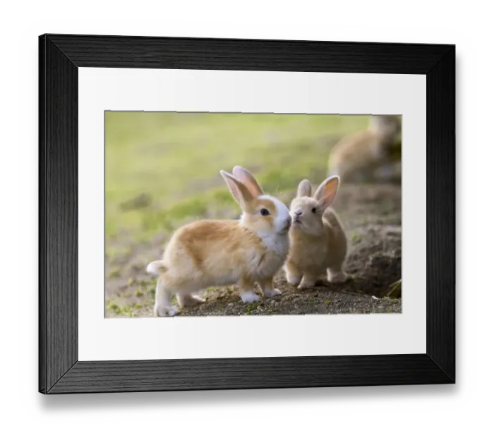 Framed Print : Feral domestic rabbits (Oryctolagus cuniculus) interacting, Okunojima Island, also Framed Print : Feral domestic rabbits (Oryctolagus cuniculus) interacting, Okunojima Island, also