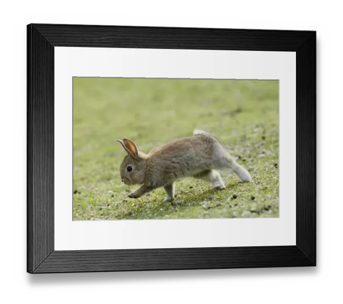 Framed Print : Feral domestic rabbit (Oryctolagus cuniculus) running, Okunojima Island, also known Framed Print : Feral domestic rabbit (Oryctolagus cuniculus) running, Okunojima Island, also known