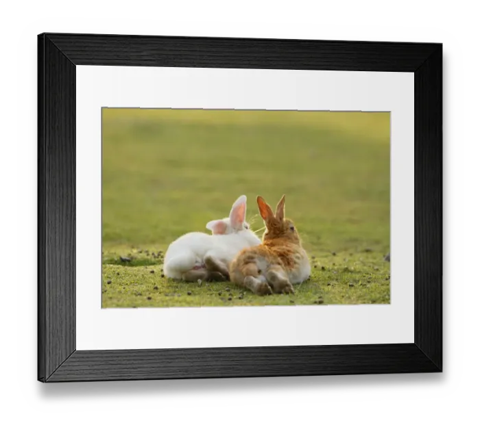 Framed Print : Feral domestic rabbit (Oryctolagus cuniculus) male and female resting together, Okunojima Island Framed Print : Feral domestic rabbit (Oryctolagus cuniculus) male and female resting together, Okunojima Island