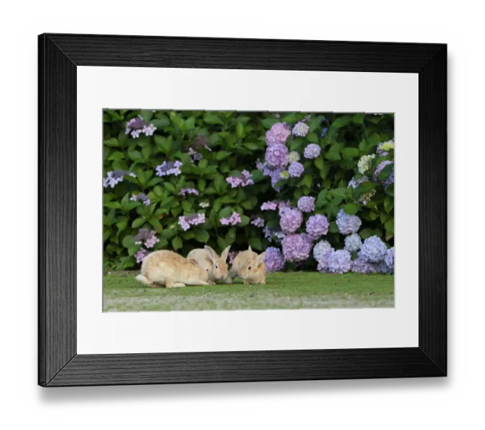 Framed Print : Feral domestic rabbit (Oryctolagus cuniculus) juveniles playing by a hydrangea. Okunojima Island Framed Print : Feral domestic rabbit (Oryctolagus cuniculus) juveniles playing by a hydrangea. Okunojima Island