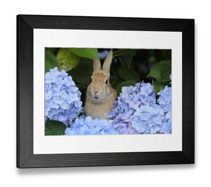 Framed Print : Feral domestic rabbit (Oryctolagus cuniculus) in hydrangea bush, Okunojima Island Framed Print : Feral domestic rabbit (Oryctolagus cuniculus) in hydrangea bush, Okunojima Island