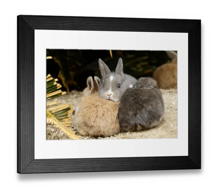 Framed Print : Feral domestic rabbit (Oryctolagus cuniculus) babies, Okunojima Island, also known as Rabbit Island Framed Print : Feral domestic rabbit (Oryctolagus cuniculus) babies, Okunojima Island, also known as Rabbit Island