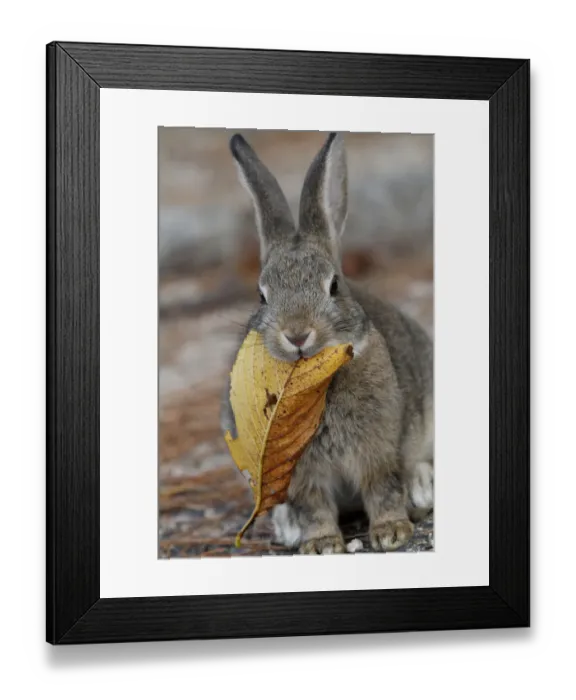 Framed Print : Feral domestic rabbit (Oryctolagus cuniculus) feeding on dead leaves, Okunojima Island Framed Print : Feral domestic rabbit (Oryctolagus cuniculus) feeding on dead leaves, Okunojima Island