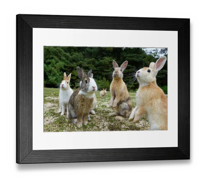 Framed Print : Feral domestic rabbits (Oryctolagus cuniculus) sitting up alert, Okunojima Island, also known as Rabbit Island, Hiroshima, Japan Framed Print : Feral domestic rabbits (Oryctolagus cuniculus) sitting up alert, Okunojima Island, also known as Rabbit Island, Hiroshima, Japan