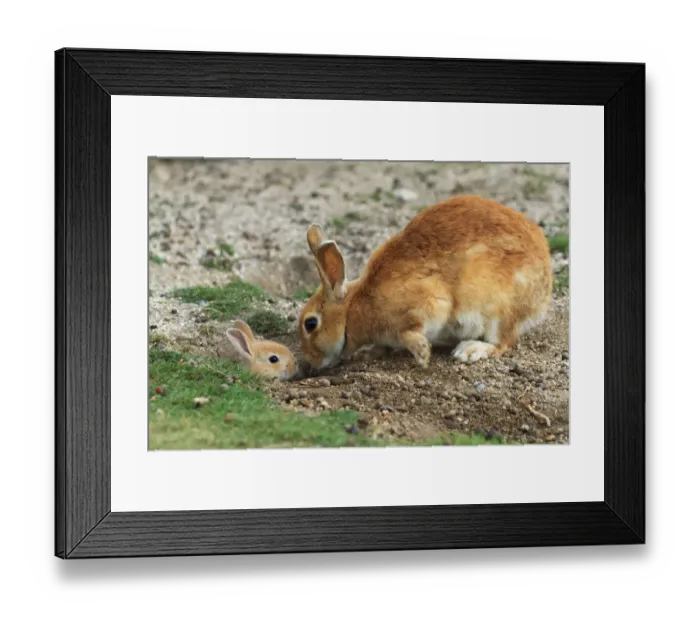 Framed Print : Feral domestic rabbit (Oryctolagus cuniculus) mother greeting baby sticking head out of burrow