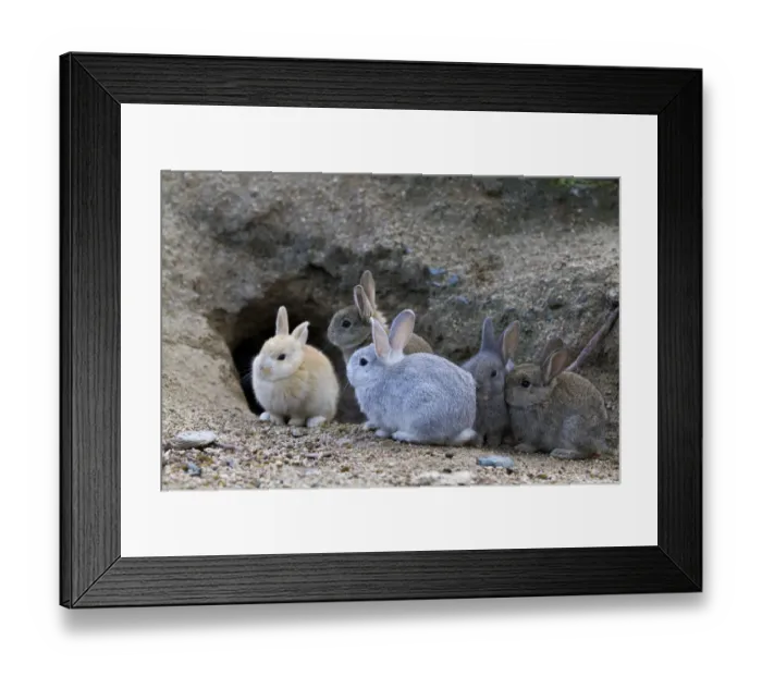 Framed Print : Feral domestic rabbit (Oryctolagus cuniculus) babies at burrrow, Okunojima Island Framed Print : Feral domestic rabbit (Oryctolagus cuniculus) babies at burrrow, Okunojima Island
