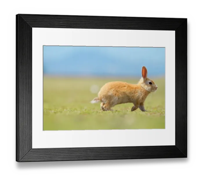Framed Print : Feral domestic rabbit (Oryctolagus cuniculus) running, Okunojima Island, also known as Rabbit Island, Hiroshima, Japan Framed Print : Feral domestic rabbit (Oryctolagus cuniculus) running, Okunojima Island, also known as Rabbit Island, Hiroshima, Japan