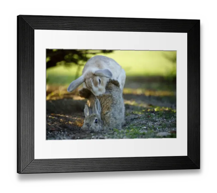 Framed Print : Feral domestic rabbit (Oryctolagus cuniculus) male attempting to mate with female Framed Print : Feral domestic rabbit (Oryctolagus cuniculus) male attempting to mate with female