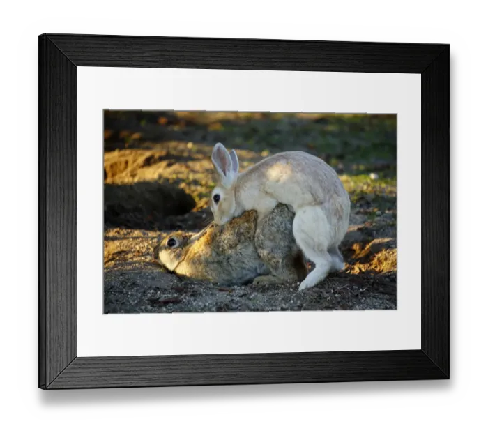 Framed Print : Feral domestic rabbit (Oryctolagus cuniculus) male mating with female, Okunojima Island Framed Print : Feral domestic rabbit (Oryctolagus cuniculus) male mating with female, Okunojima Island