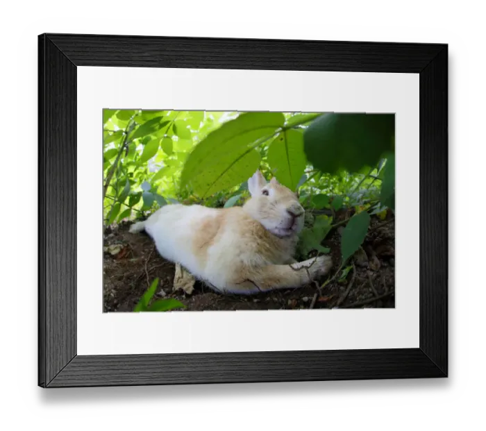 Framed Print : Feral domestic rabbit (Oryctolagus cuniculus) stretched out and sleeping, Okunojima Island Framed Print : Feral domestic rabbit (Oryctolagus cuniculus) stretched out and sleeping, Okunojima Island