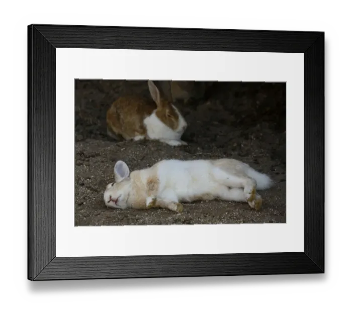 Framed Print : Feral domestic rabbit (Oryctolagus cuniculus) lying on its side whilst sleeping, Okunojima Island Framed Print : Feral domestic rabbit (Oryctolagus cuniculus) lying on its side whilst sleeping, Okunojima Island