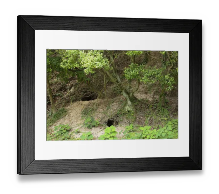 Framed Print : Feral domestic rabbit (Oryctolagus cuniculus) burrows, Okunojima Island, also known Framed Print : Feral domestic rabbit (Oryctolagus cuniculus) burrows, Okunojima Island, also known