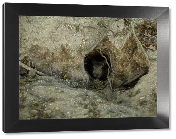 Feral domestic rabbit (Oryctolagus cuniculus) emerging from nest burrow, Okunojima Island