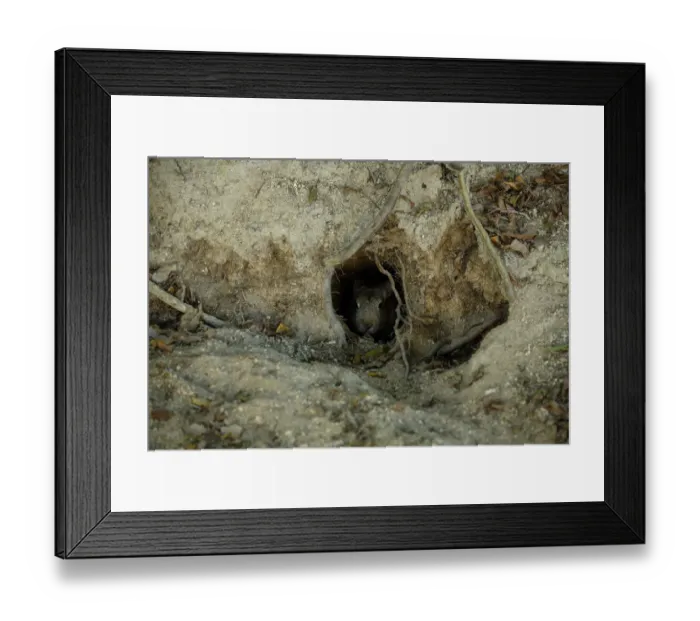 Framed Print : Feral domestic rabbit (Oryctolagus cuniculus) emerging from nest burrow, Okunojima Island Framed Print : Feral domestic rabbit (Oryctolagus cuniculus) emerging from nest burrow, Okunojima Island