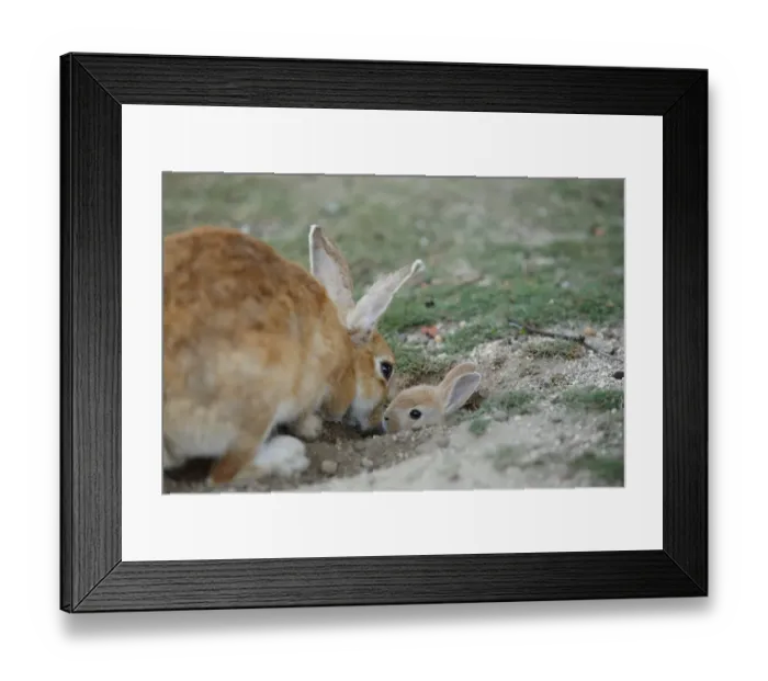 Framed Print : Feral domestic rabbit (Oryctolagus cuniculus) mother greeting baby sticking head out of burrow Framed Print : Feral domestic rabbit (Oryctolagus cuniculus) mother greeting baby sticking head out of burrow