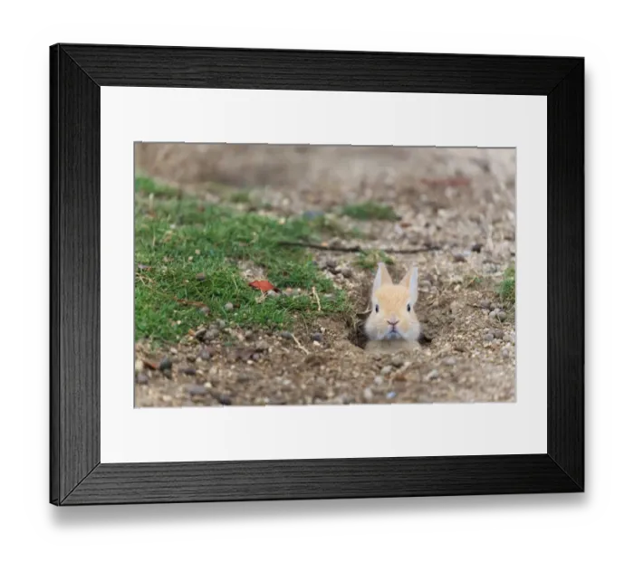 Framed Print : Feral domestic rabbit (Oryctolagus cuniculus) baby poking head out of burrow. Okunojima Island Framed Print : Feral domestic rabbit (Oryctolagus cuniculus) baby poking head out of burrow. Okunojima Island