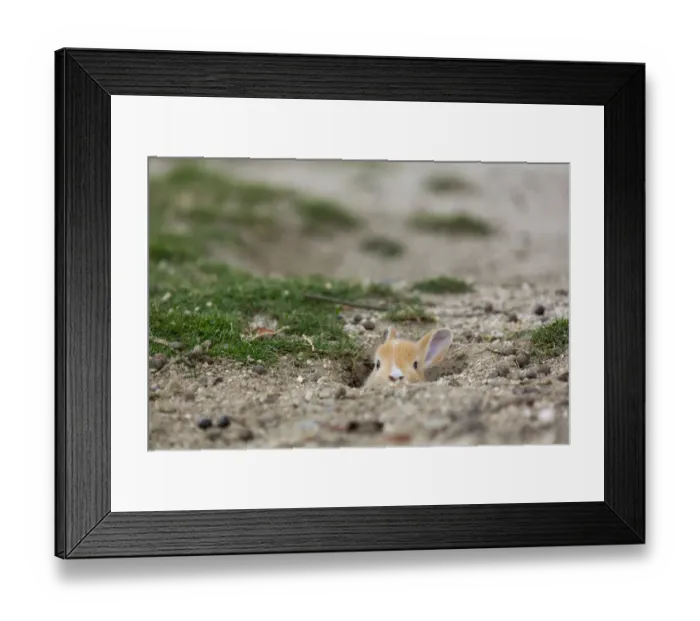 Framed Print : Feral domestic rabbit (Oryctolagus cuniculus) baby poking head out of burrow. Okunojima Island Framed Print : Feral domestic rabbit (Oryctolagus cuniculus) baby poking head out of burrow. Okunojima Island