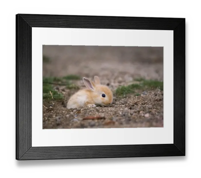 Framed Print : Feral domestic rabbit (Oryctolagus cuniculus) Okunojima Island, also known as Rabbit Island Framed Print : Feral domestic rabbit (Oryctolagus cuniculus) Okunojima Island, also known as Rabbit Island