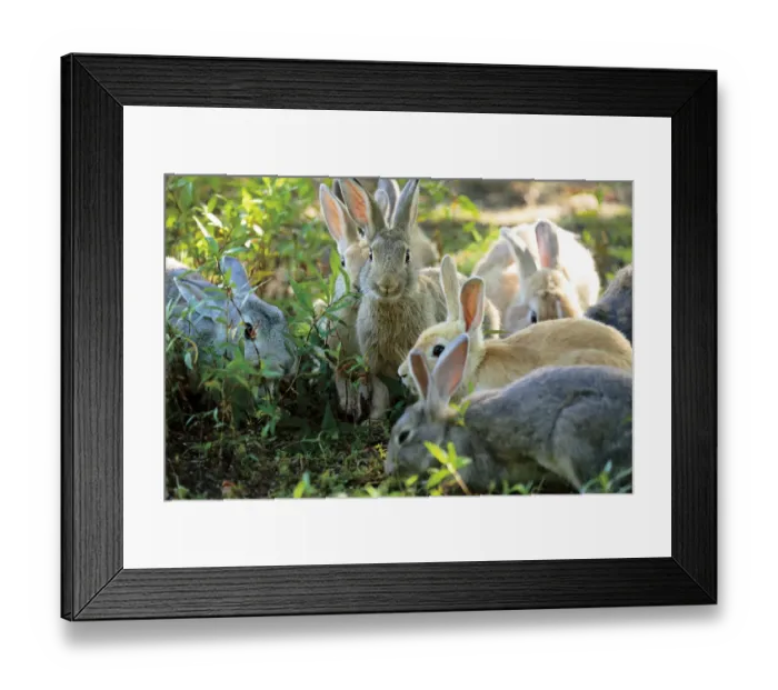 Framed Print : Feral domestic rabbits (Oryctolagus cuniculus) group feeding, Okunojima Island, also Framed Print : Feral domestic rabbits (Oryctolagus cuniculus) group feeding, Okunojima Island, also