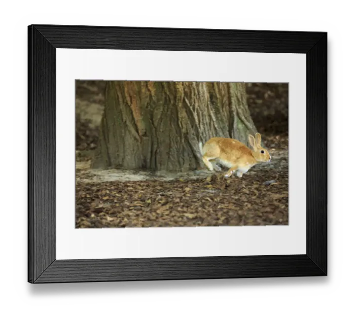 Framed Print : Feral domestic rabbit (Oryctolagus cuniculus) running, Okunojima Island, also known Framed Print : Feral domestic rabbit (Oryctolagus cuniculus) running, Okunojima Island, also known