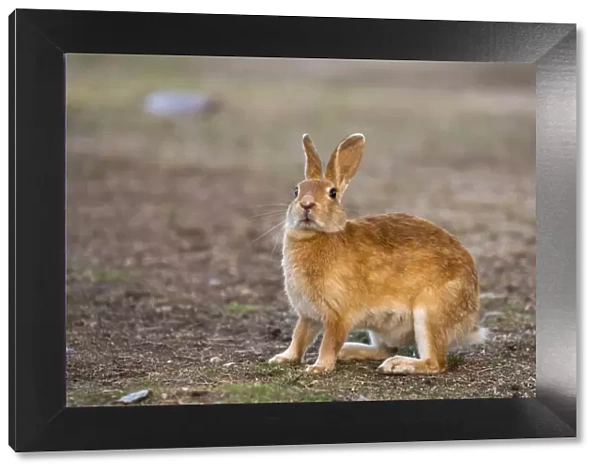 Feral domestic rabbit (Oryctolagus cuniculus) standing up, Okunojima Island, also