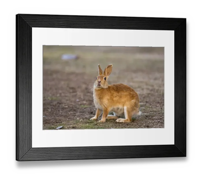 Framed Print : Feral domestic rabbit (Oryctolagus cuniculus) standing up, Okunojima Island, also Framed Print : Feral domestic rabbit (Oryctolagus cuniculus) standing up, Okunojima Island, also