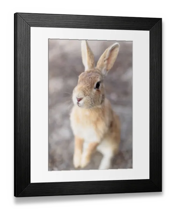 Framed Print : Feral domestic rabbit (Oryctolagus cuniculus) standing on hind legs, Okunojima Island Framed Print : Feral domestic rabbit (Oryctolagus cuniculus) standing on hind legs, Okunojima Island