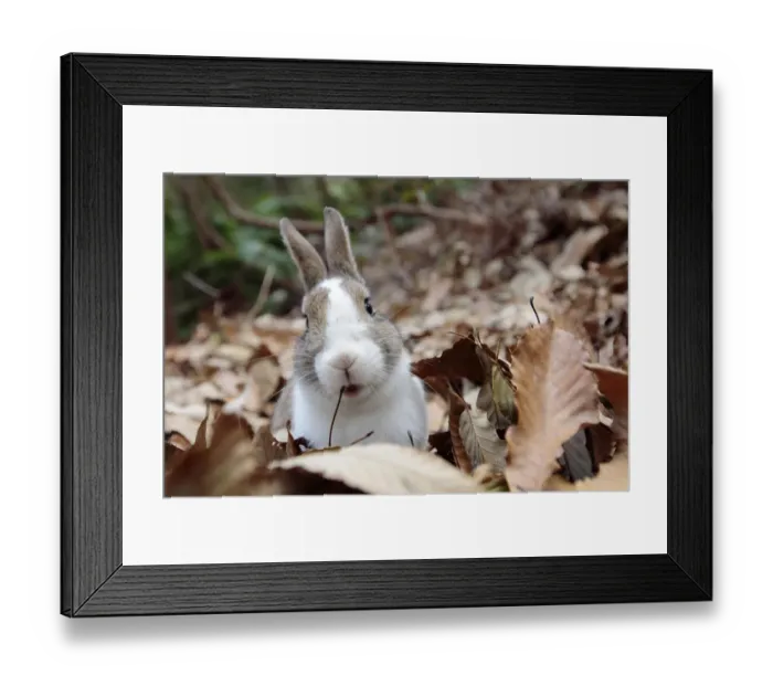 Framed Print : Feral domestic rabbit (Oryctolagus cuniculus) portrait in dried leaves, Okunojima Island Framed Print : Feral domestic rabbit (Oryctolagus cuniculus) portrait in dried leaves, Okunojima Island