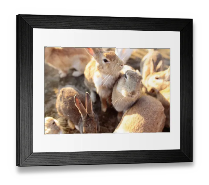 Framed Print : Feral domestic rabbit (Oryctolagus cuniculus) group gathering to be fed, Okunojima Island Framed Print : Feral domestic rabbit (Oryctolagus cuniculus) group gathering to be fed, Okunojima Island