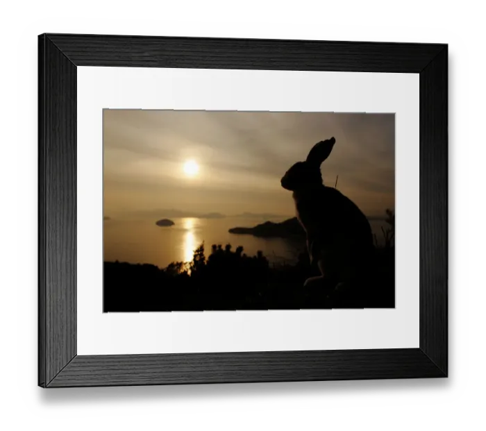 Framed Print : Feral domestic rabbit (Oryctolagus cuniculus) silhouetted against the ocean, Okunojima Island Framed Print : Feral domestic rabbit (Oryctolagus cuniculus) silhouetted against the ocean, Okunojima Island