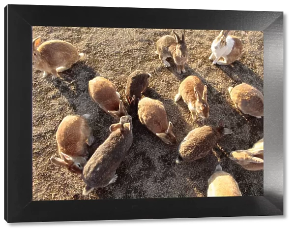 Feral domestic rabbit (Oryctolagus cuniculus) group gathering to be fed, Okunojima Island