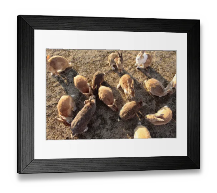 Framed Print : Feral domestic rabbit (Oryctolagus cuniculus) group gathering to be fed, Okunojima Island Framed Print : Feral domestic rabbit (Oryctolagus cuniculus) group gathering to be fed, Okunojima Island