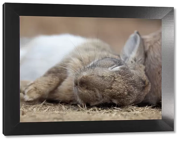 Feral domestic rabbit (Oryctolagus cuniculus) sleeping, Okunojima Island, also known