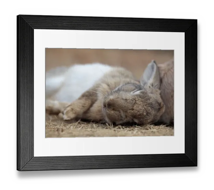 Framed Print : Feral domestic rabbit (Oryctolagus cuniculus) sleeping, Okunojima Island, also known Framed Print : Feral domestic rabbit (Oryctolagus cuniculus) sleeping, Okunojima Island, also known