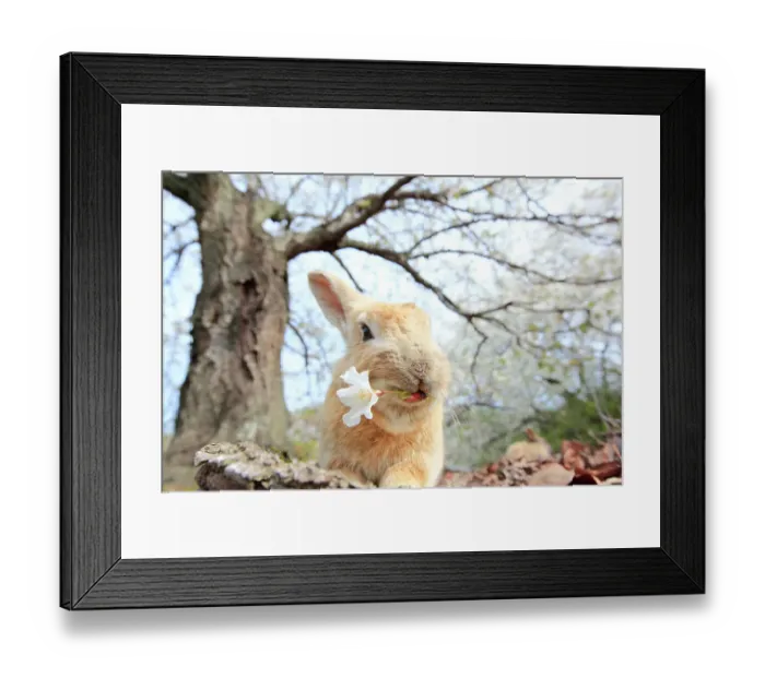 Framed Print : Feral domestic rabbit (Oryctolagus cuniculus) feeding on cherry blossom, Okunojima Island, also known as Rabbit Island, Hiroshima, Japan Framed Print : Feral domestic rabbit (Oryctolagus cuniculus) feeding on cherry blossom, Okunojima Island, also known as Rabbit Island, Hiroshima, Japan