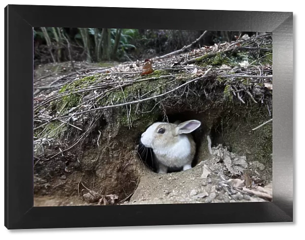 Feral domestic rabbit (Oryctolagus cuniculus) at warren, Okunojima Island, also known