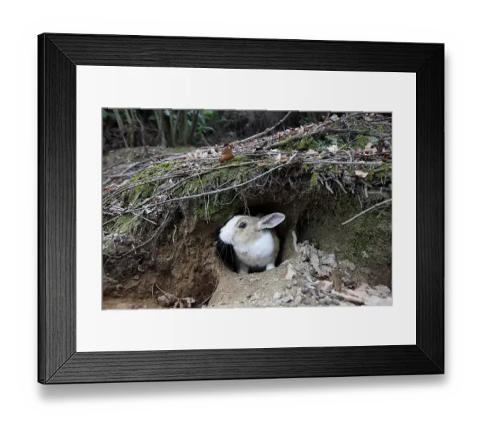 Framed Print : Feral domestic rabbit (Oryctolagus cuniculus) at warren, Okunojima Island, also known Framed Print : Feral domestic rabbit (Oryctolagus cuniculus) at warren, Okunojima Island, also known