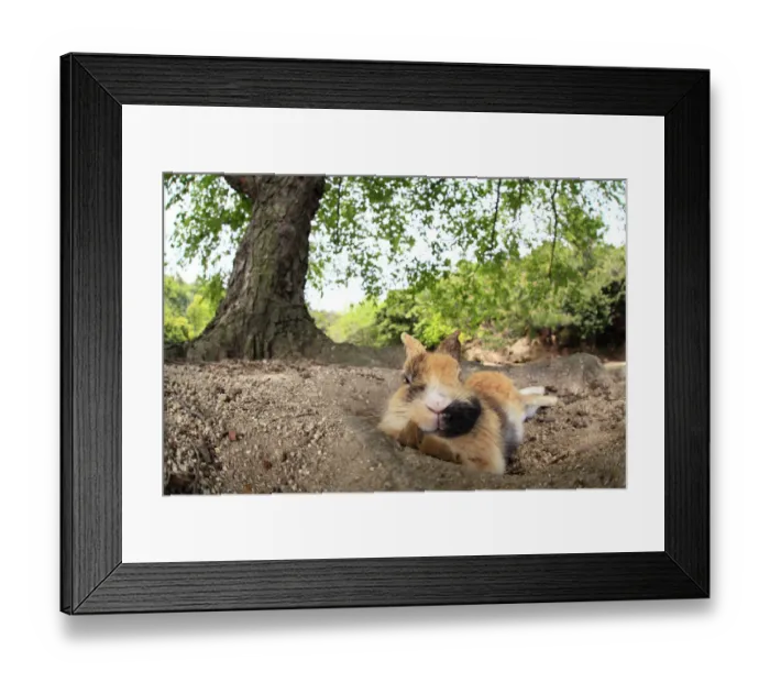 Framed Print : Feral domestic rabbit (Oryctolagus cuniculus) covered in dirt resting, Okunojima Island