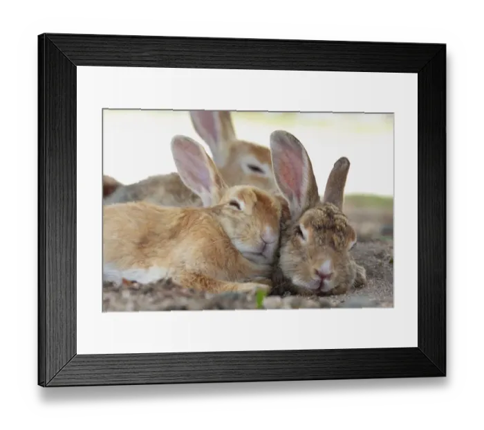 Framed Print : Feral domestic rabbit (Oryctolagus cuniculus) group resting, Okunojima Island, also Framed Print : Feral domestic rabbit (Oryctolagus cuniculus) group resting, Okunojima Island, also