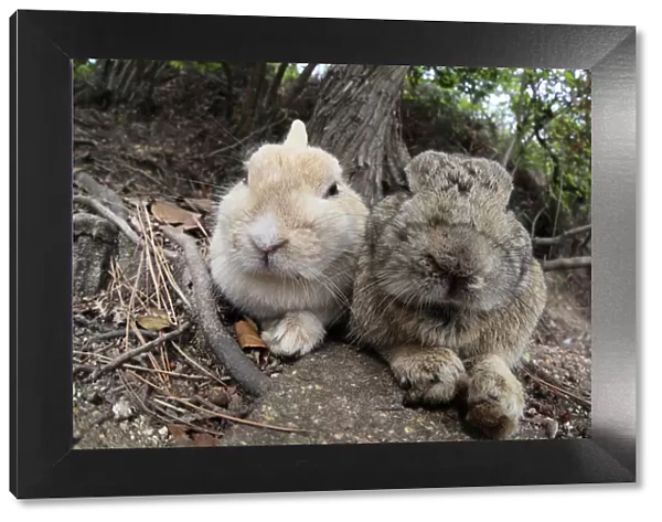 Feral domestic rabbit (Oryctolagus cuniculus) bonded pair resting, Okunojima Island