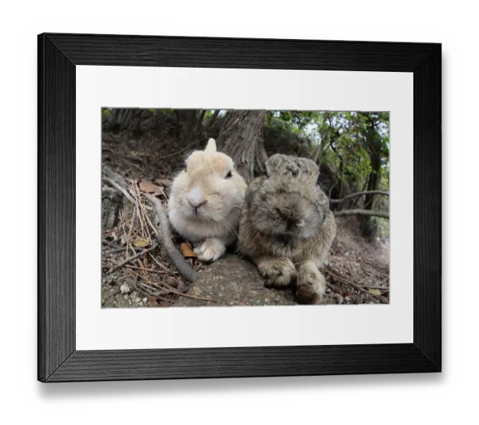 Framed Print : Feral domestic rabbit (Oryctolagus cuniculus) bonded pair resting, Okunojima Island Framed Print : Feral domestic rabbit (Oryctolagus cuniculus) bonded pair resting, Okunojima Island